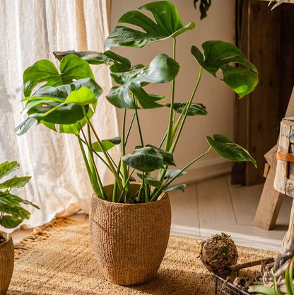  Seagrass Style Cement Planter