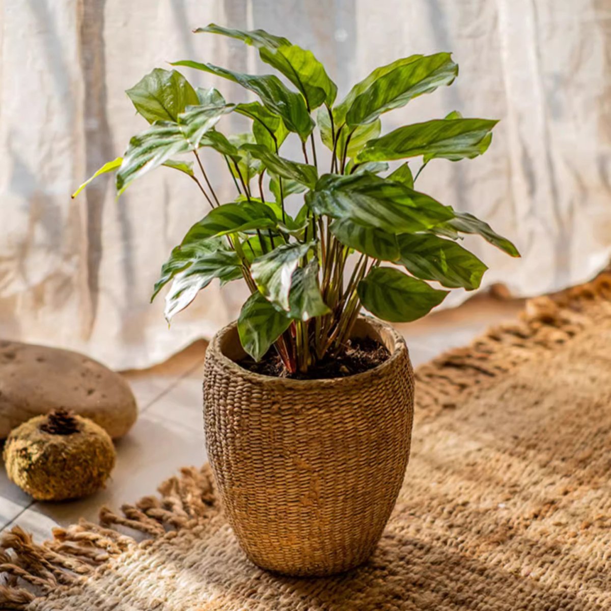  Seagrass Style Cement Planter