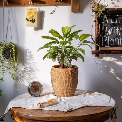  Seagrass Style Cement Planter