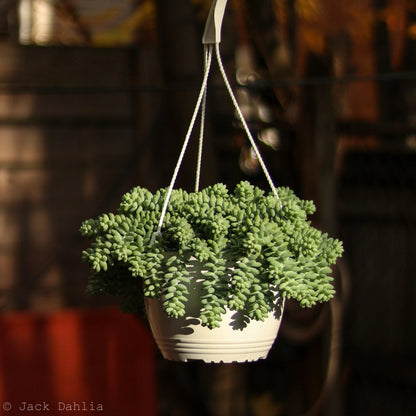  Sedum Morganianum - Burro’s Tail Cactus Hanging Basket