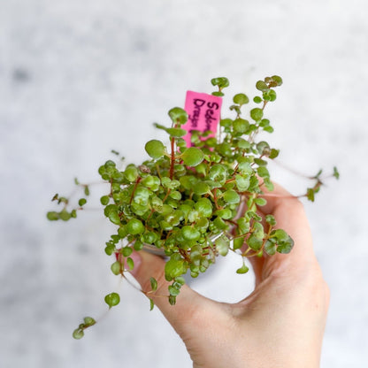 Sedum Spuricum - Dragons Blood Sedum