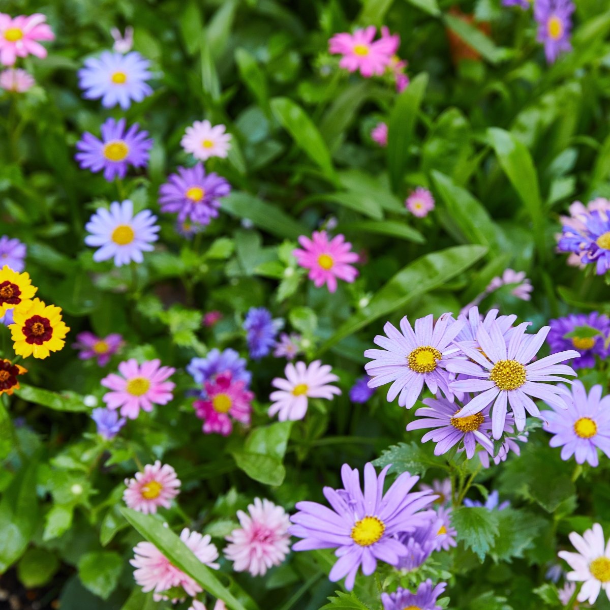  Seed Confetti Popper – Eco-Friendly Party Favors That Grow Wildflowers!