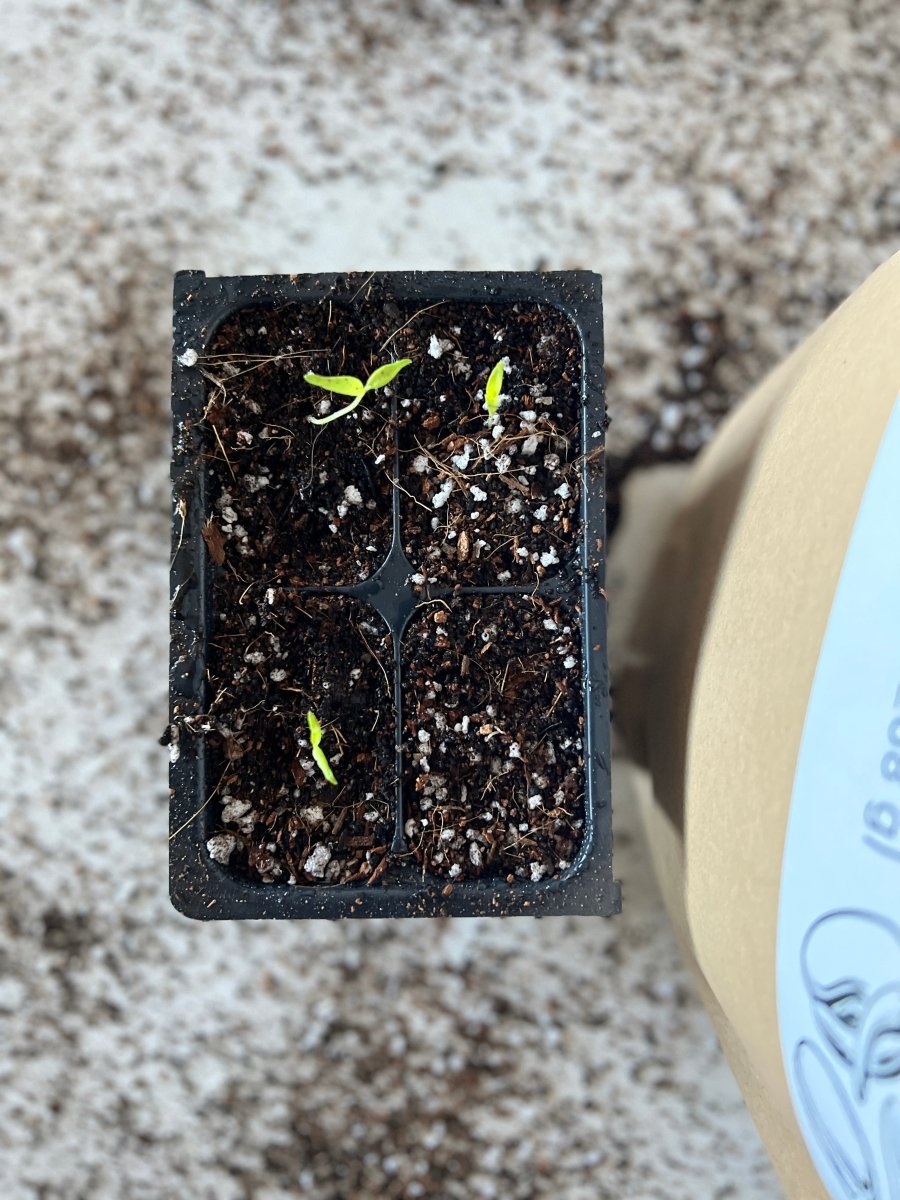  Seedling Mix - Seed Staring Soil For All Seeds