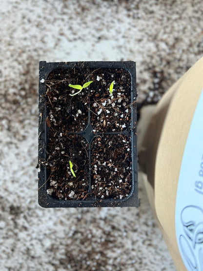  Seedling Mix - Seed Staring Soil For All Seeds
