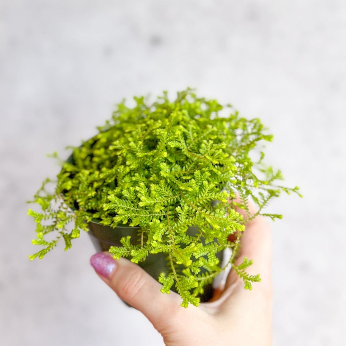  Golden Clubmoss (Selaginella Kraussiana ‘Aurea’)