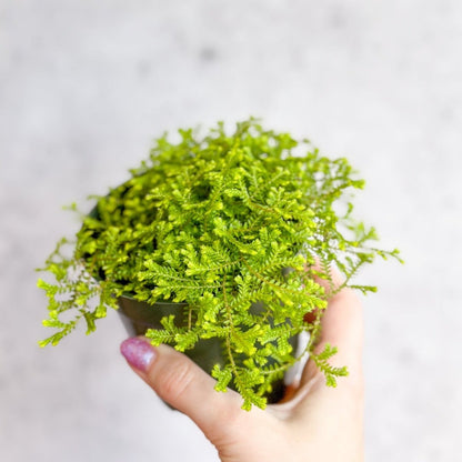  Golden Clubmoss (Selaginella Kraussiana ‘Aurea’)