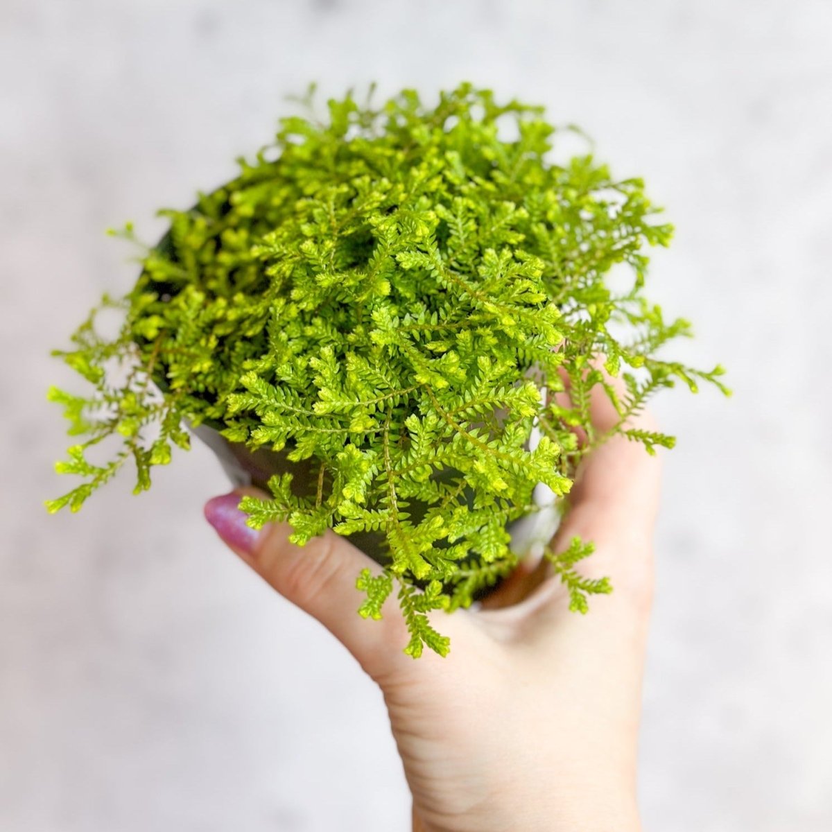  Golden Clubmoss (Selaginella Kraussiana ‘Aurea’)