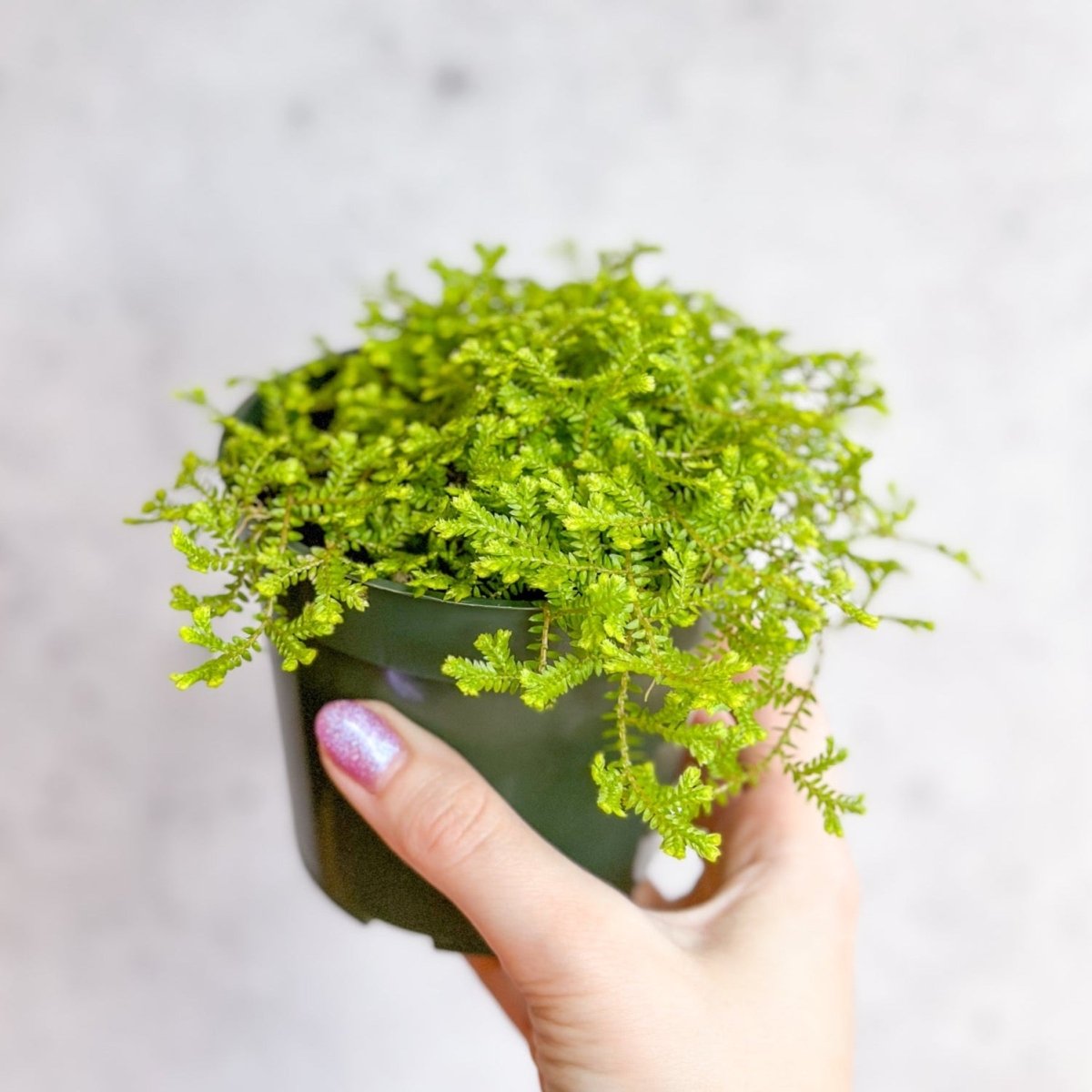  Golden Clubmoss (Selaginella Kraussiana ‘Aurea’)