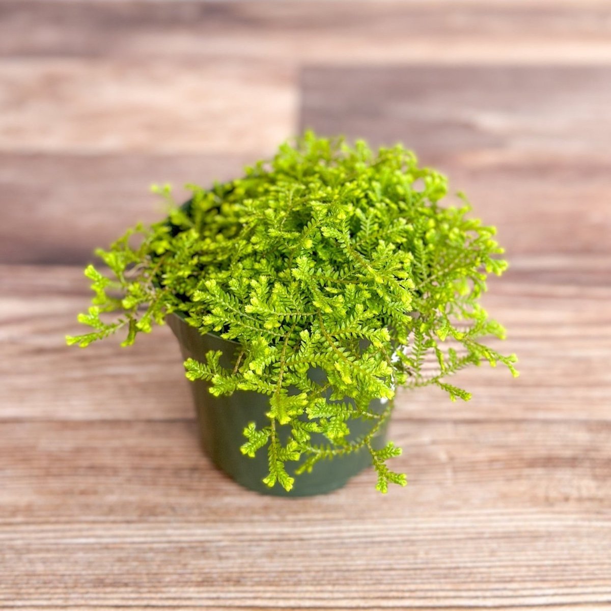  Golden Clubmoss (Selaginella Kraussiana ‘Aurea’)