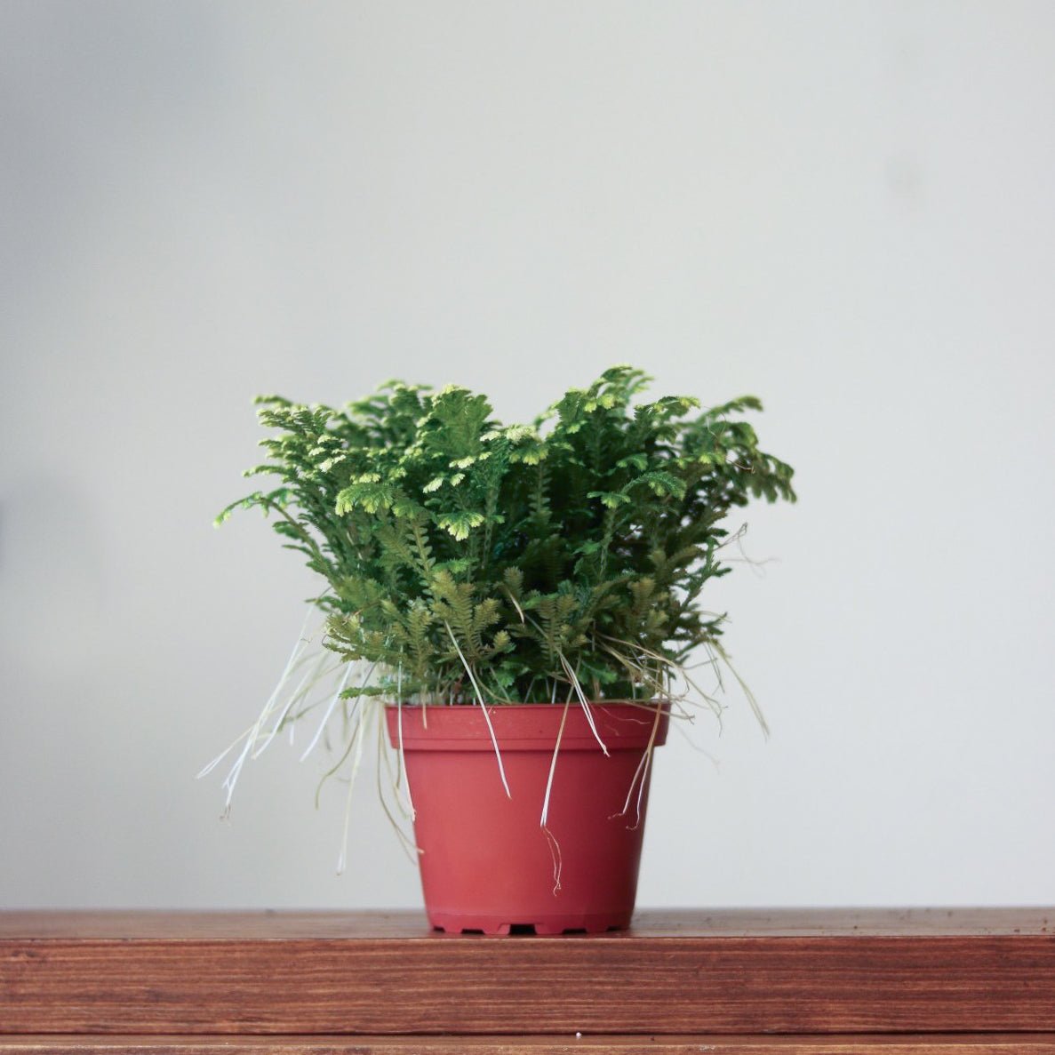  Selaginella Kraussiana 'Frosty Fern'