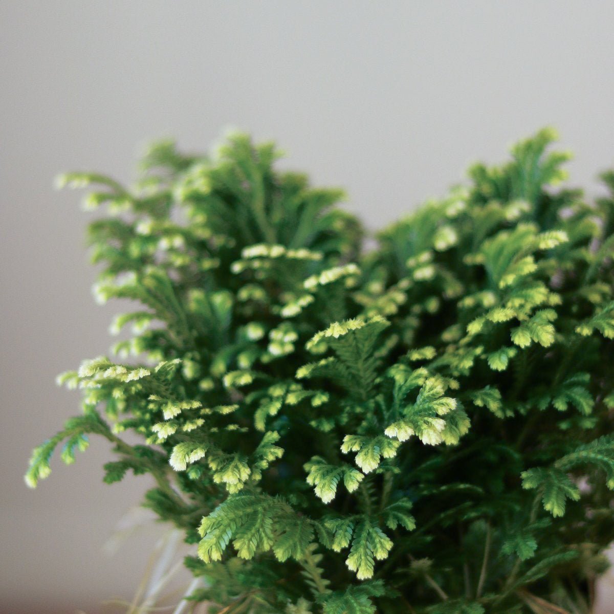  Selaginella Kraussiana 'Frosty Fern'