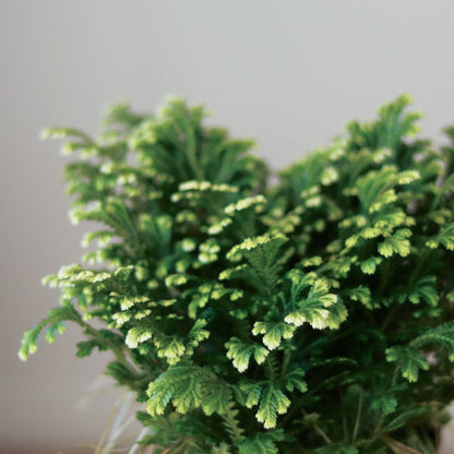  Selaginella Kraussiana 'Frosty Fern'