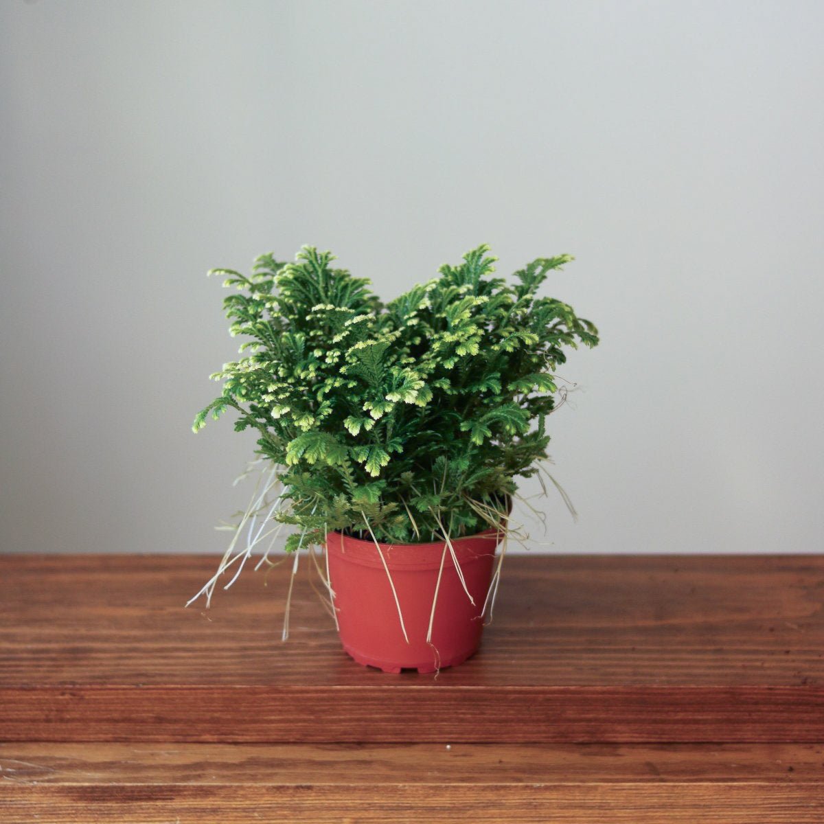  Selaginella Kraussiana 'Frosty Fern'