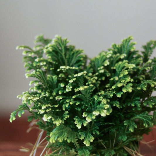  Selaginella Kraussiana 'Frosty Fern'