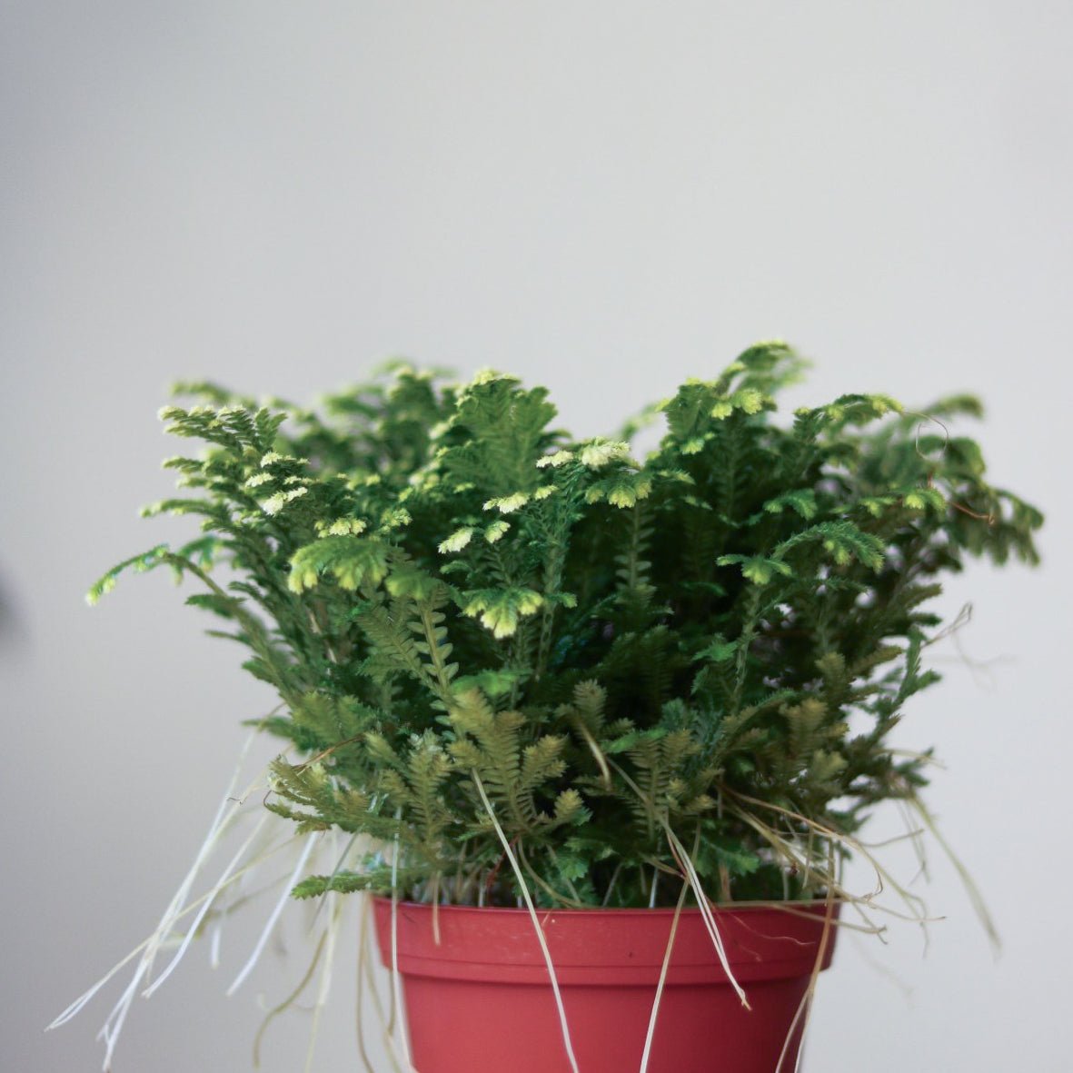  Selaginella Kraussiana 'Frosty Fern'