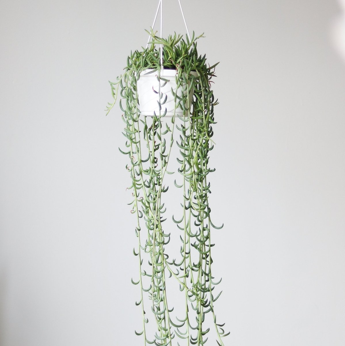  Senecio Radicans Glauca 'String Of Fish Hooks'