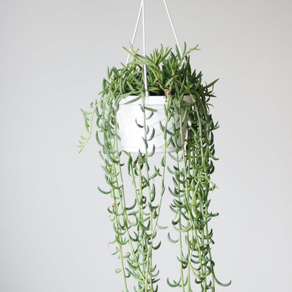  Senecio Radicans Glauca 'String Of Fish Hooks'