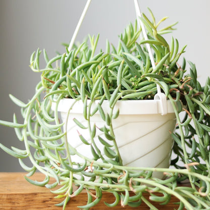 Senecio Radicans Glauca 'String Of Fish Hooks'
