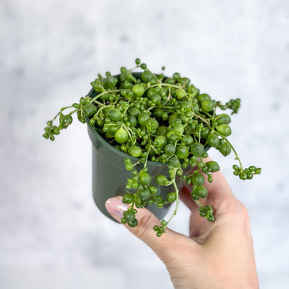  Senecio Rowleyanus 'String Of Pearls'