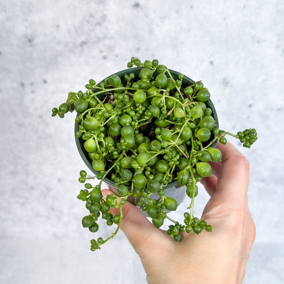 Senecio Rowleyanus 'String Of Pearls'