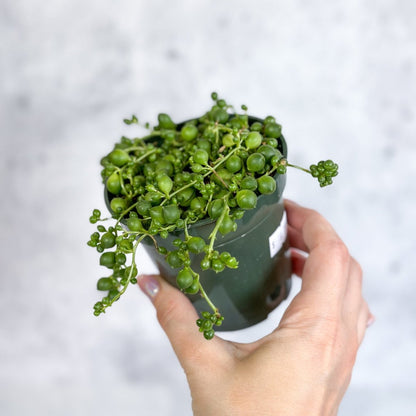  Senecio Rowleyanus 'String Of Pearls'