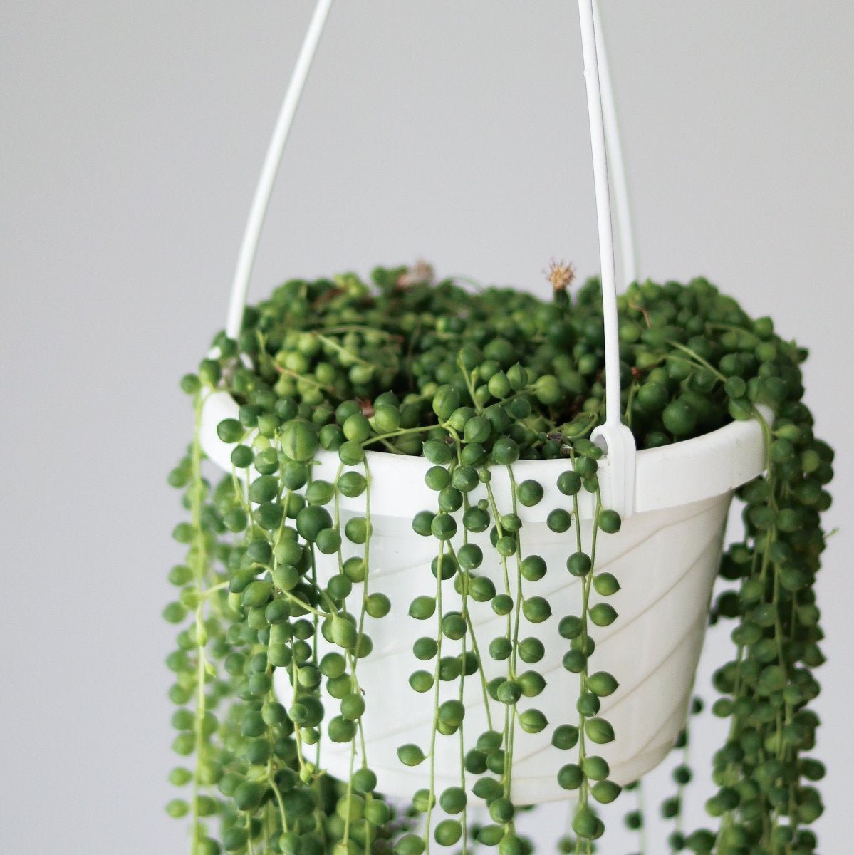  Senecio Rowleyanus 'String Of Pearls' - Hanging Basket
