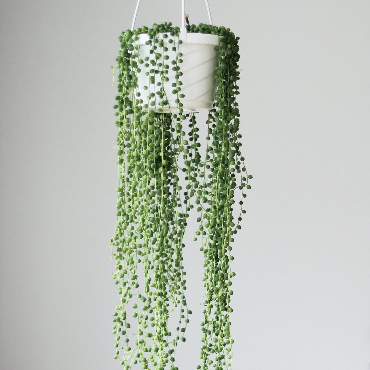  Senecio Rowleyanus 'String Of Pearls' - Hanging Basket