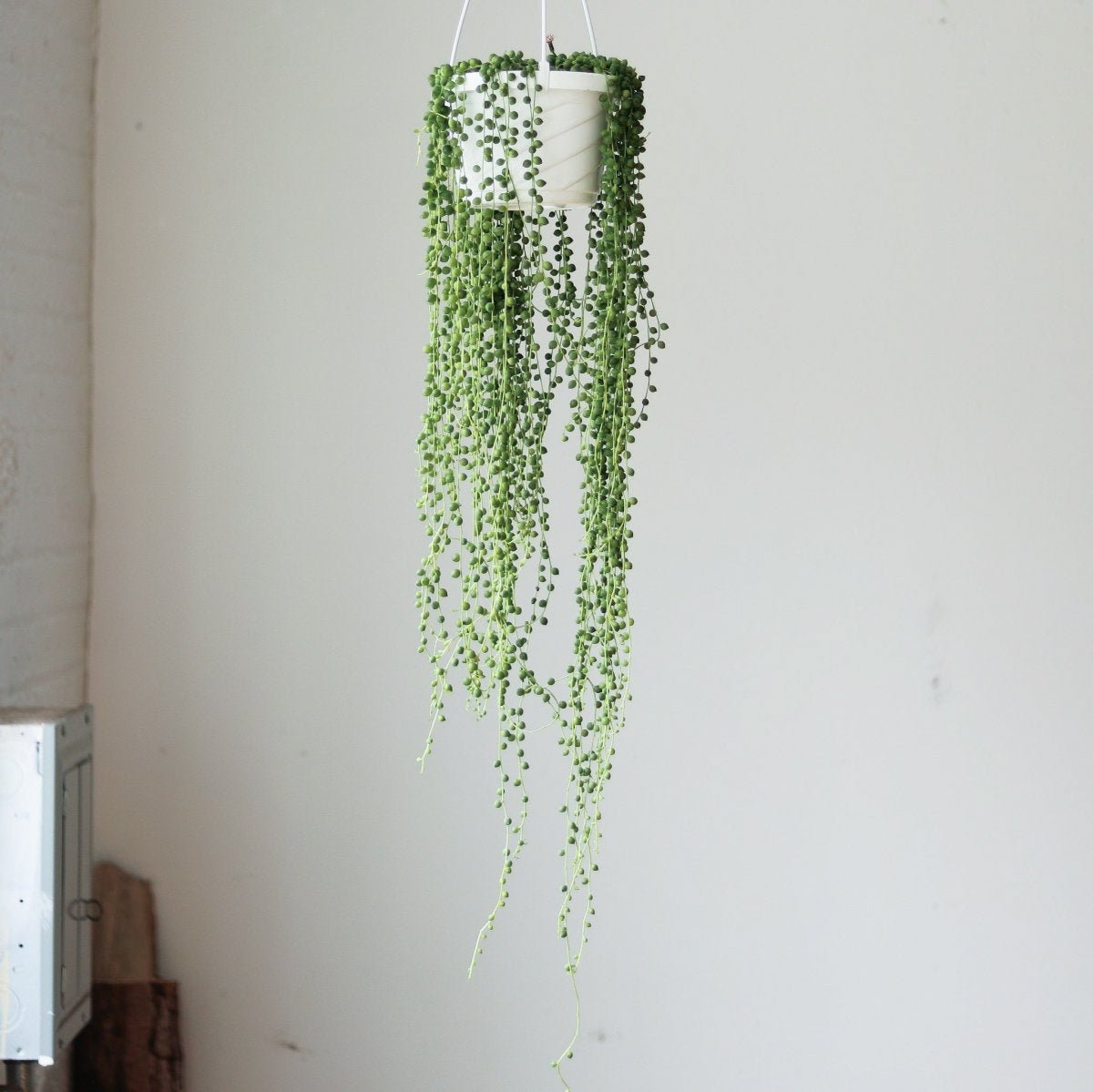  Senecio Rowleyanus 'String Of Pearls' - Hanging Basket