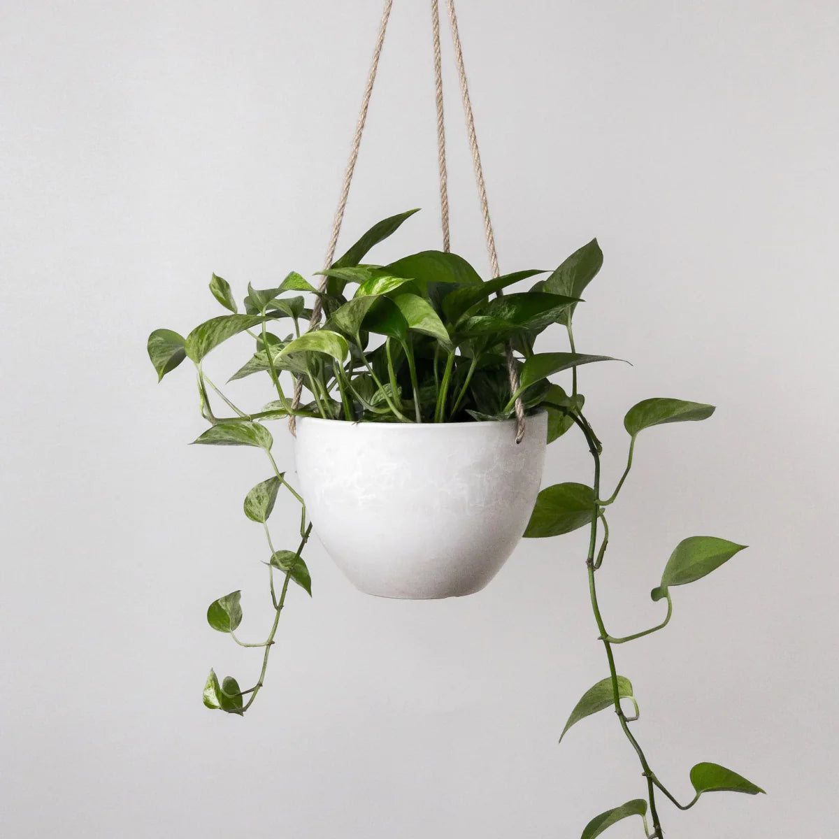  8 Inch Signature Stone Hanging Planter Pot