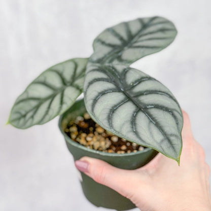  Silver Dragon Alocasia - Alocasia 'Silver Dragon' - 4.5 Inch