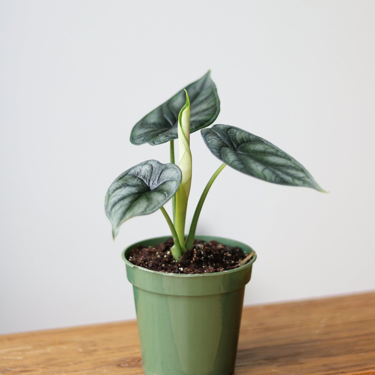  Silver Dragon Alocasia - Alocasia 'Silver Dragon' - 4.5 Inch
