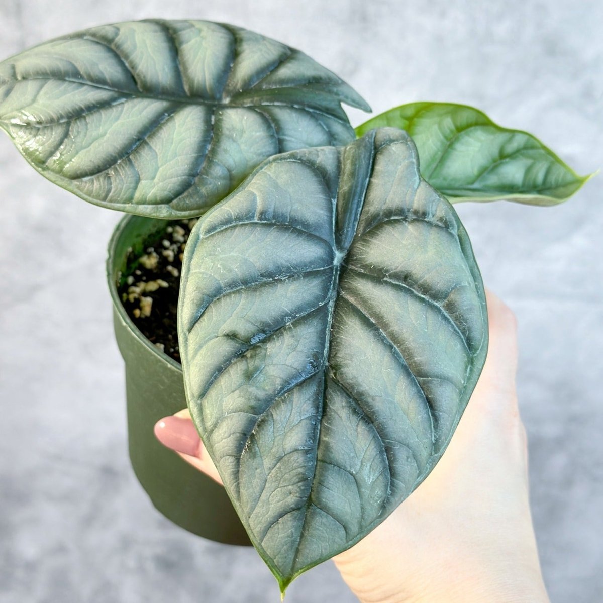  Silver Dragon Alocasia - Alocasia 'Silver Dragon' - 4.5 Inch