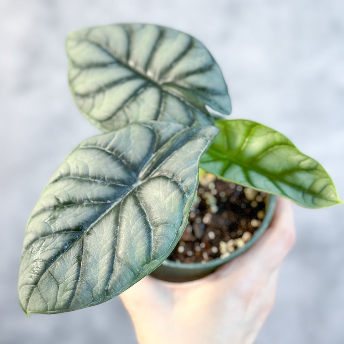 Silver Dragon Alocasia - Alocasia 'Silver Dragon' - 4.5 Inch