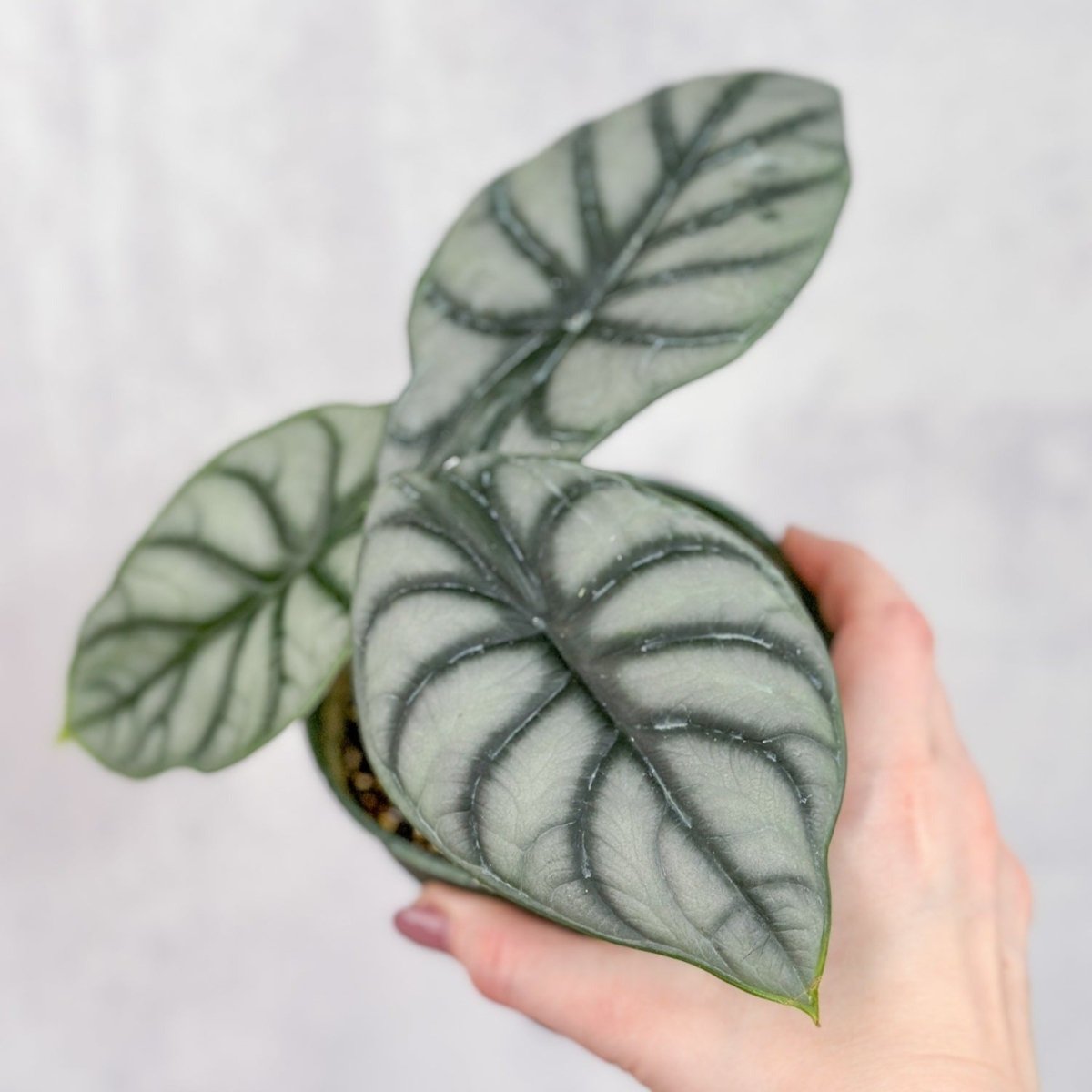  Silver Dragon Alocasia - Alocasia 'Silver Dragon' - 4.5 Inch