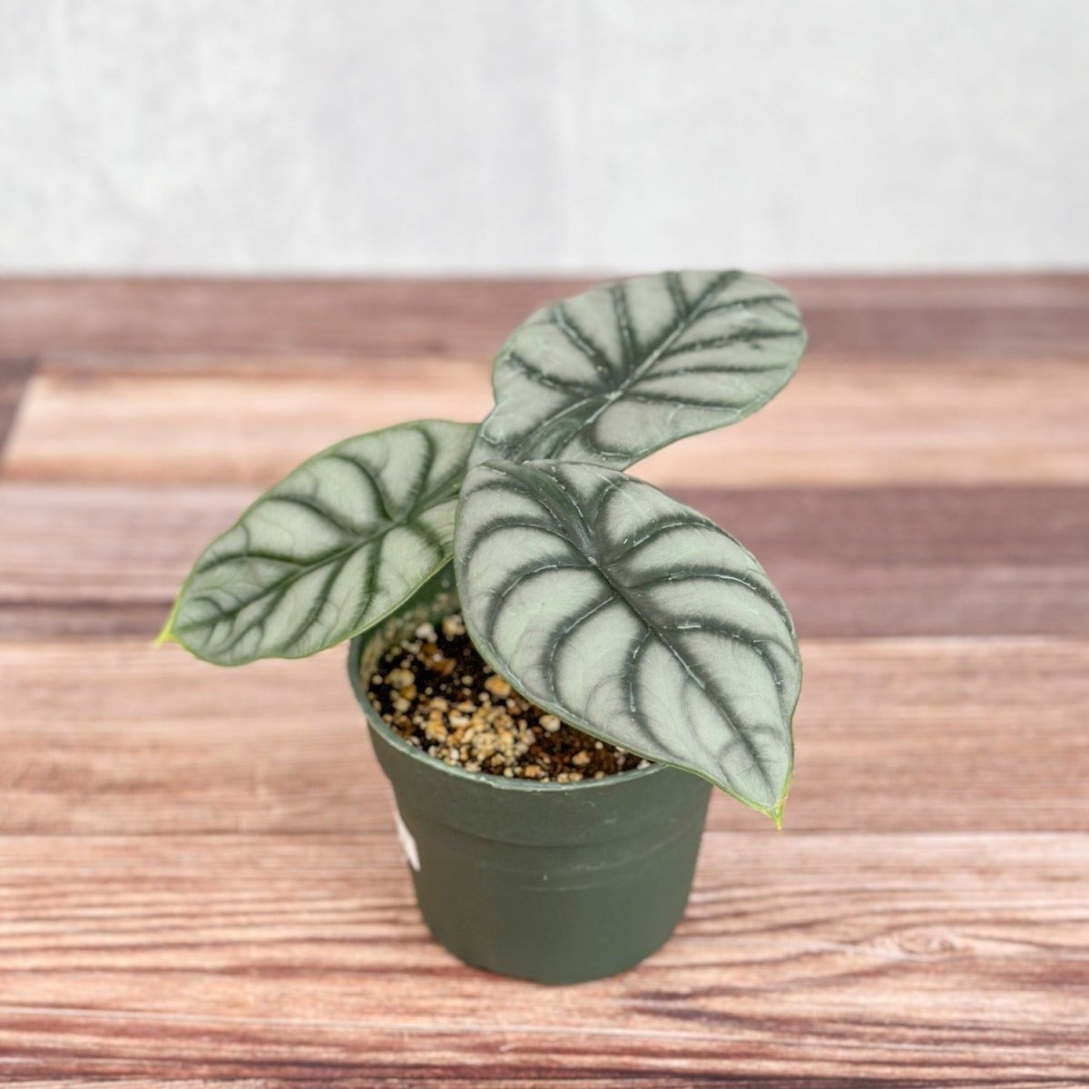  Silver Dragon Alocasia - Alocasia 'Silver Dragon' - 4.5 Inch