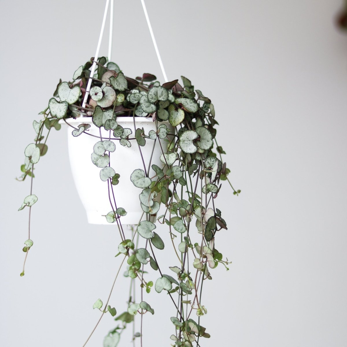  Silver Glory String Of Hearts - Ceropegia Linearis Woodii