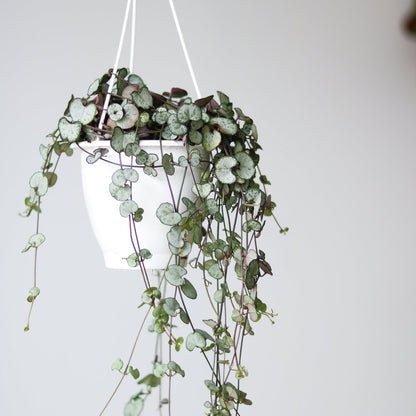  Silver Glory String Of Hearts - Ceropegia Linearis Woodii