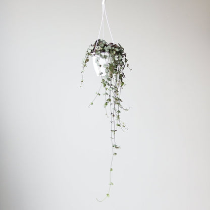  Silver Glory String Of Hearts - Ceropegia Linearis Woodii