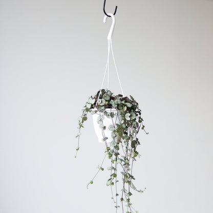  Silver Glory String Of Hearts - Ceropegia Linearis Woodii