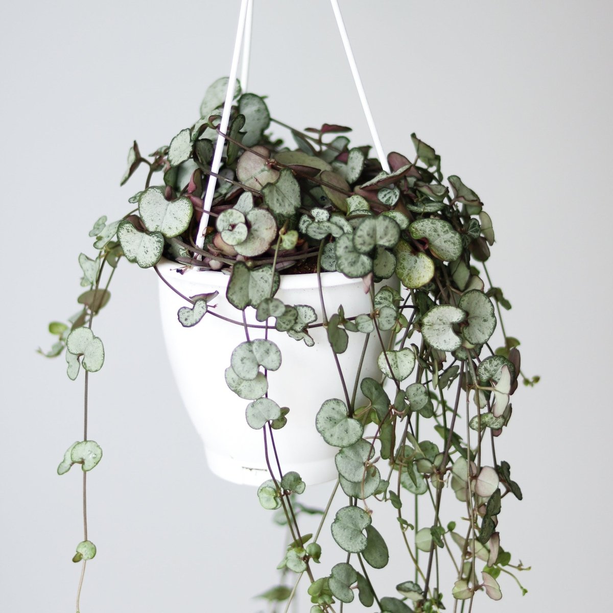  Silver Glory String Of Hearts - Ceropegia Linearis Woodii