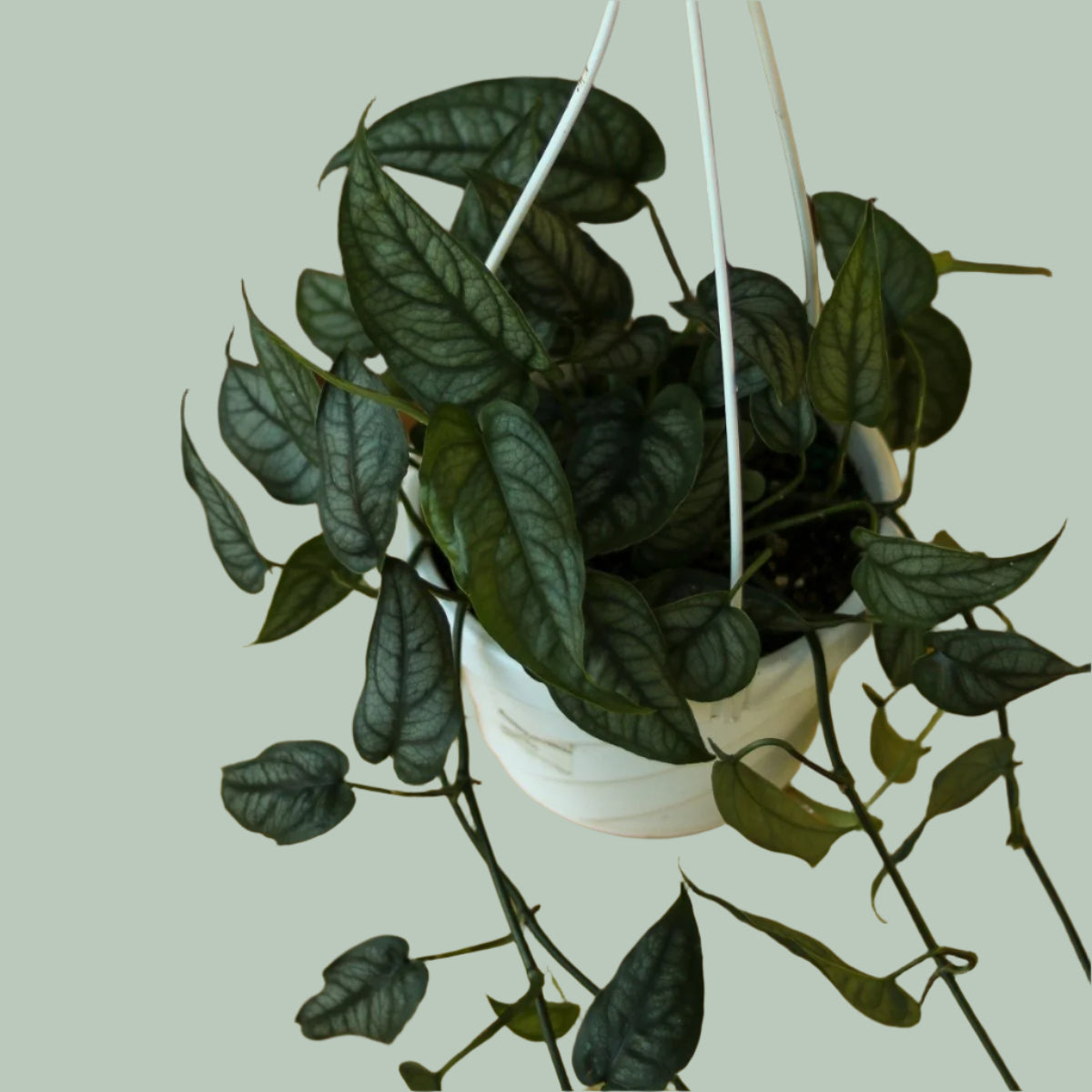  Monstera Siltepecana - Silverleaf Monstera Hanging Basket