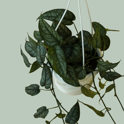  Monstera Siltepecana - Silverleaf Monstera Hanging Basket