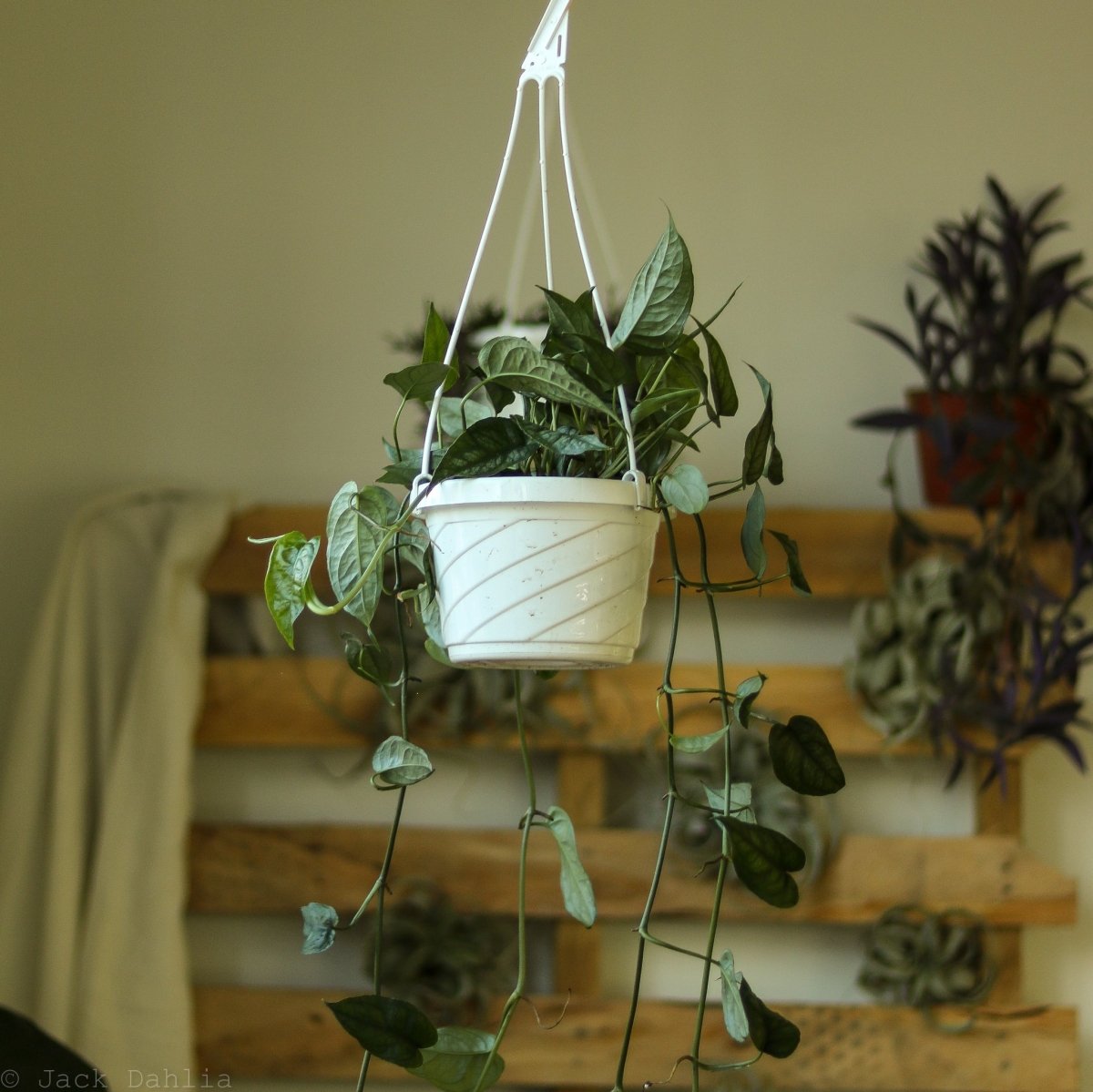  Monstera Siltepecana - Silverleaf Monstera Hanging Basket