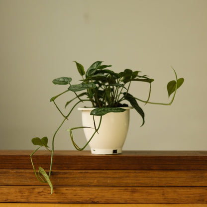 Monstera Siltepecana - Silverleaf Monstera Hanging Basket