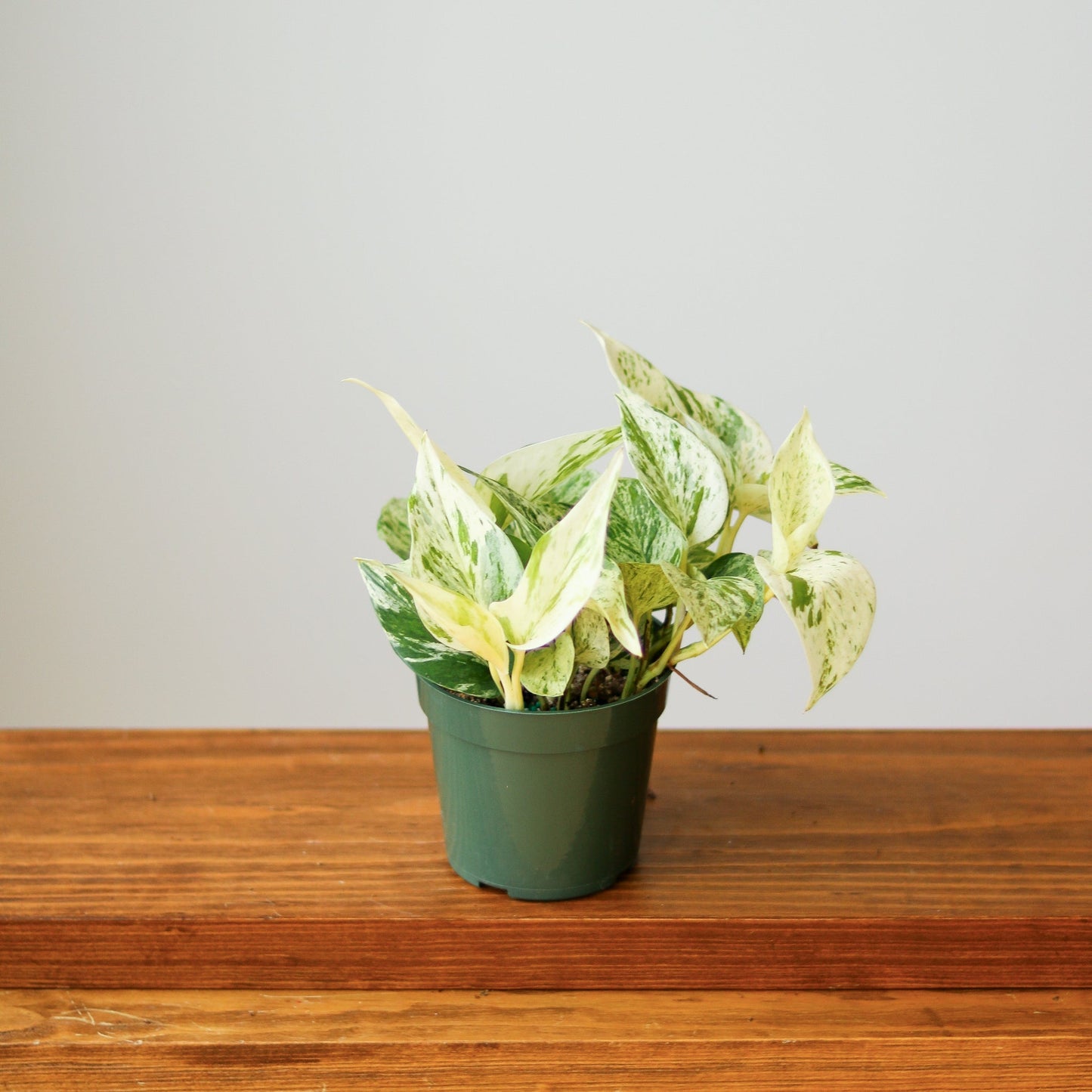  Epipremnum Aureum - ‘Snow Queen’ Pothos