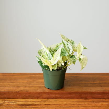  Epipremnum Aureum - ‘Snow Queen’ Pothos