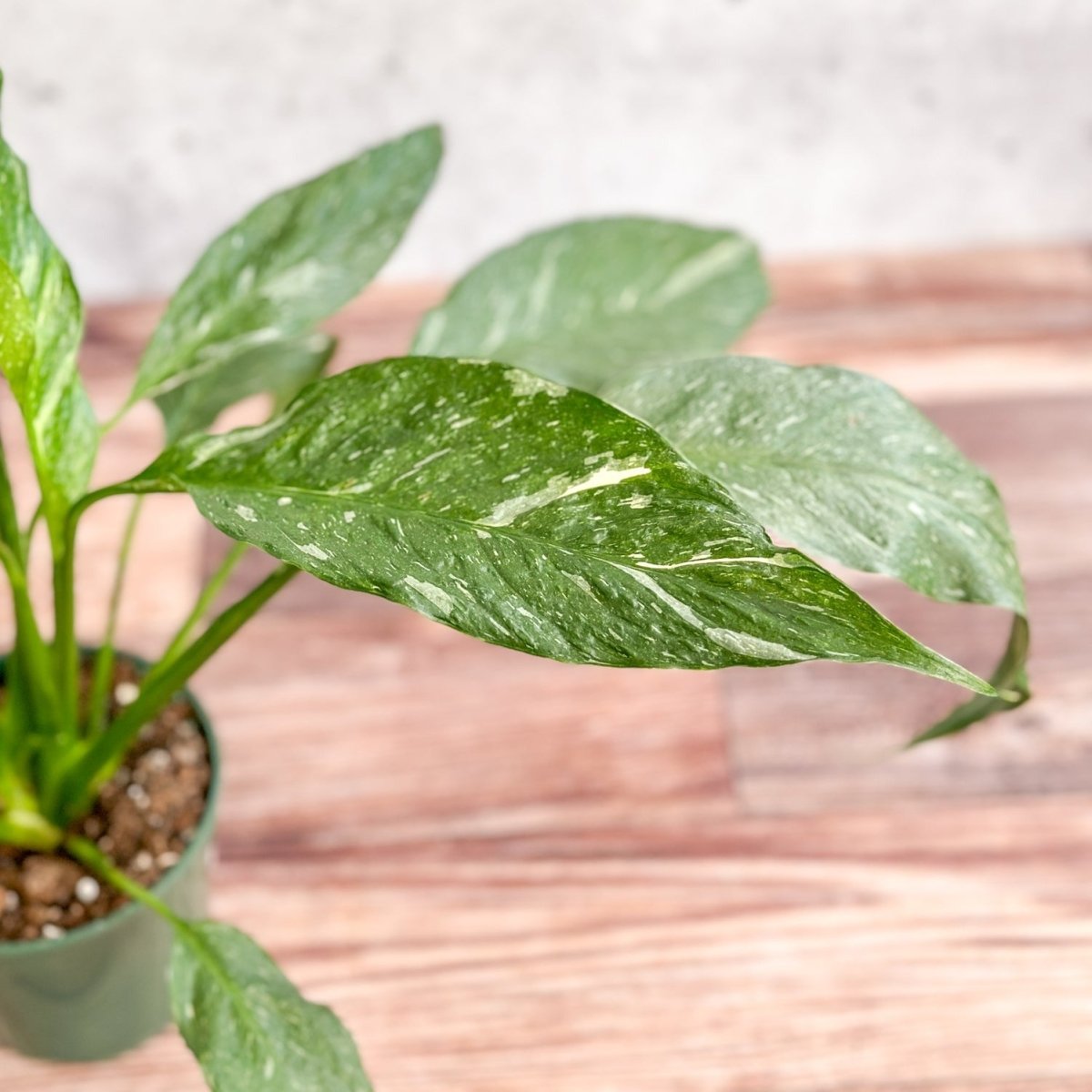  Spathiphyllum 'Domino' - Variegated Peace Lily