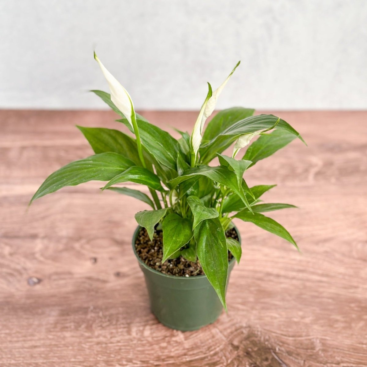  Spathiphyllum 'Peace Lilly' Floor Plant