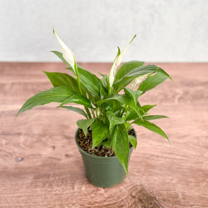  Spathiphyllum 'Peace Lilly' Floor Plant