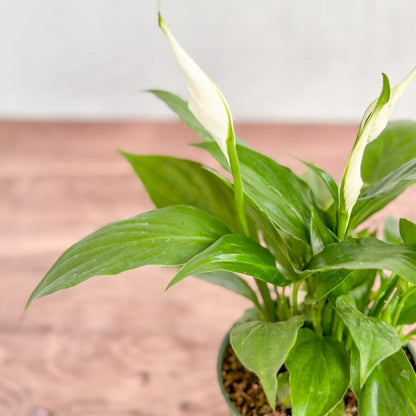  Spathiphyllum 'Peace Lilly' Floor Plant
